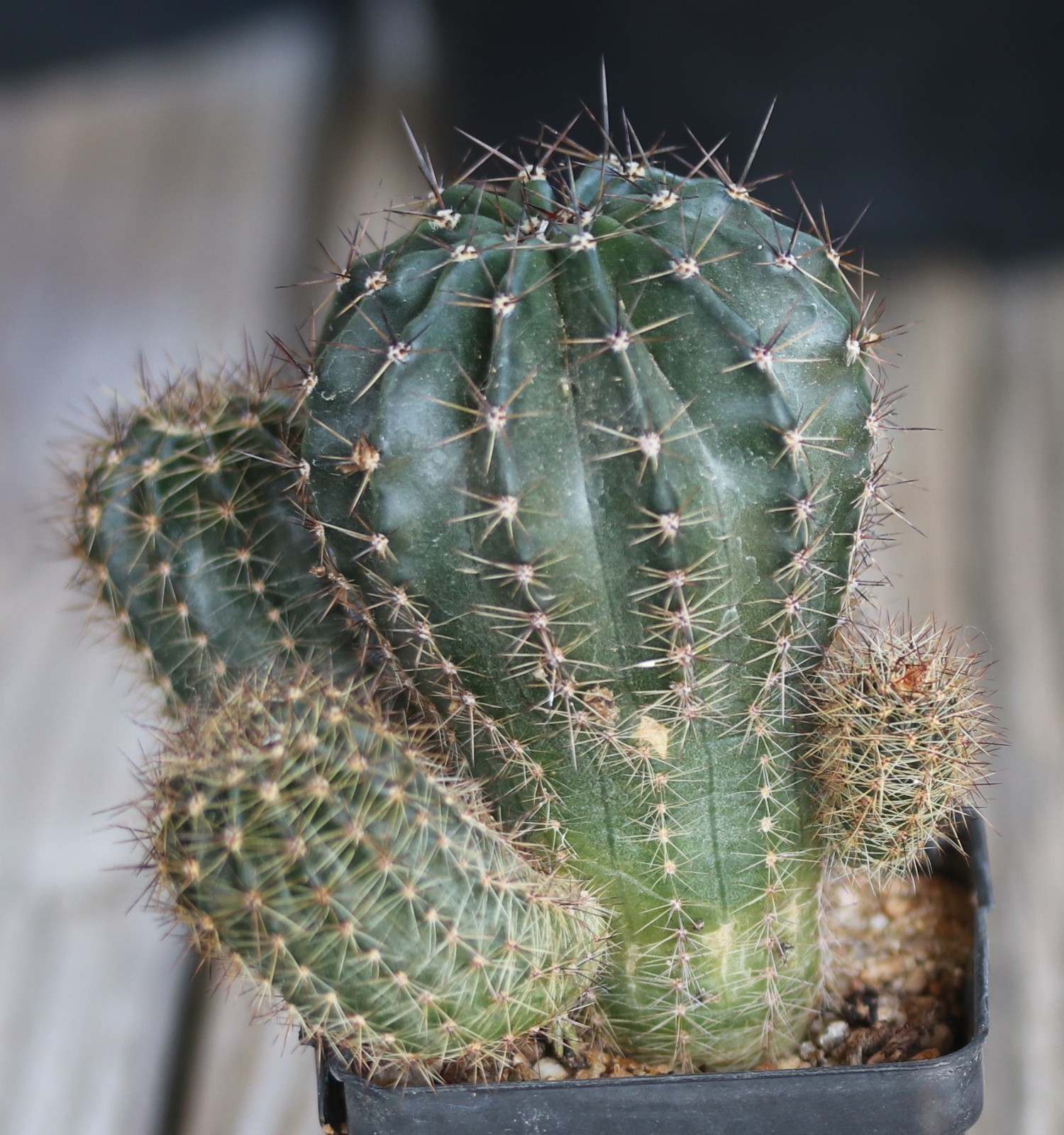 Echinopsis hybrid ‘Syncopation’