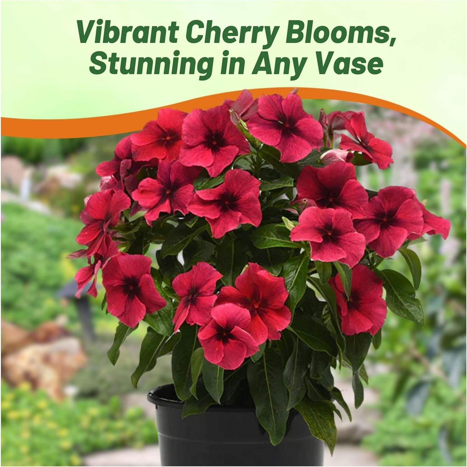 100 Seeds Dark Purple Perwinkle Seeds For Planting | Black Cherry Vinca