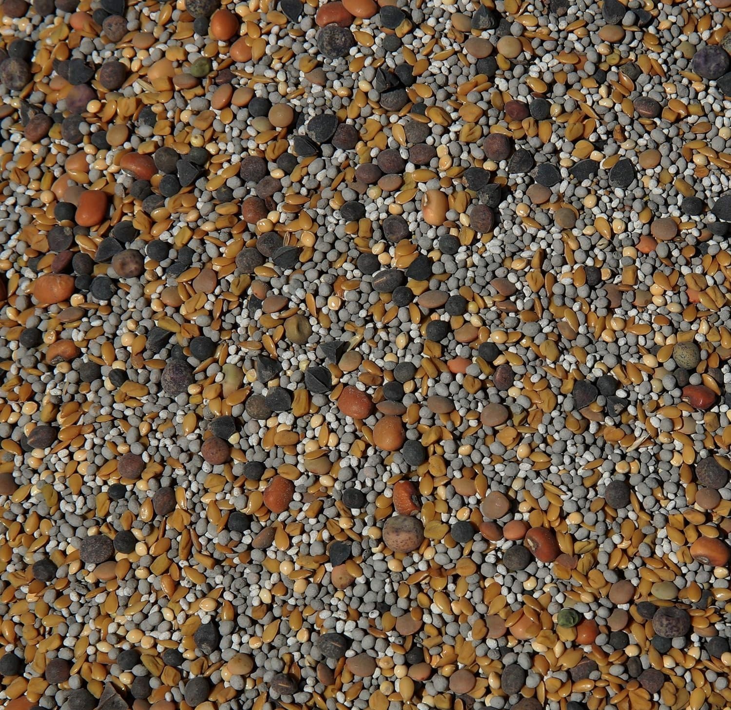 No-Till Cover Crop 13-Seed Mix ½-lb: [50% Clovers Plus Fenugreek, Vetch, Flax…