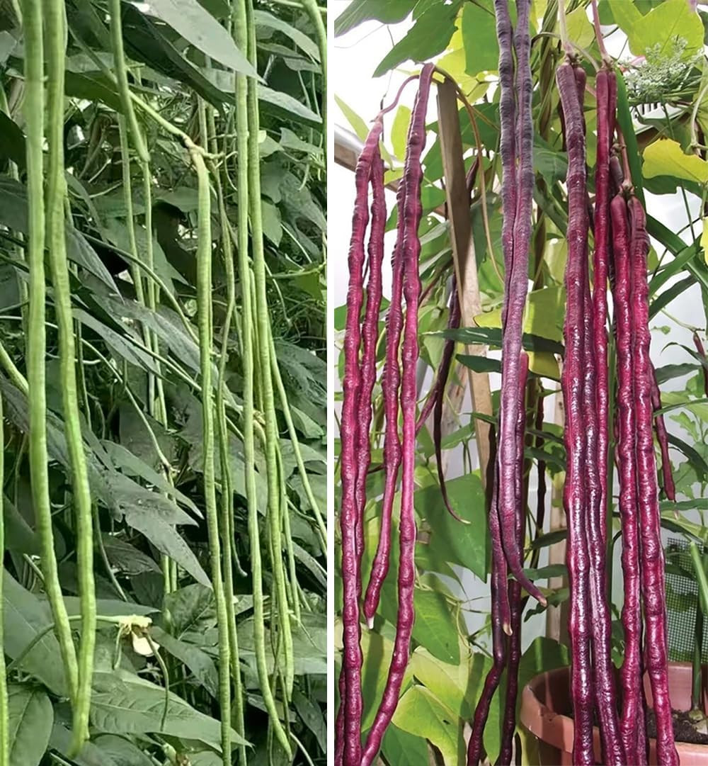25+ Mixed Yard Long Bean Seeds Green or Purple Red Asian Chinese Long Bean Veget