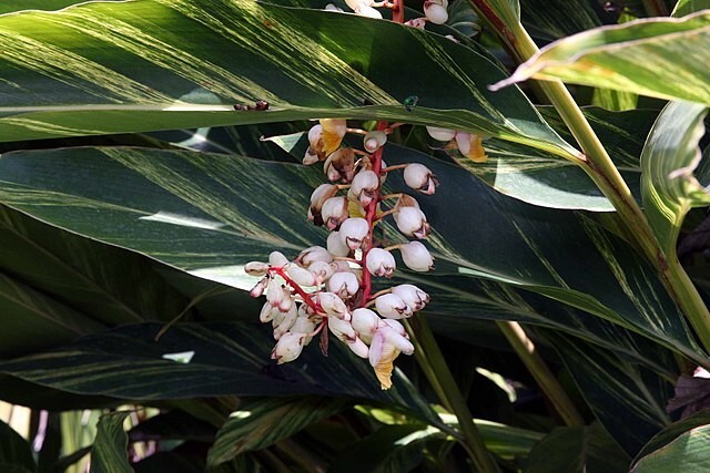 Alpinia zerumbet | Shell Ginger | 10 Seeds