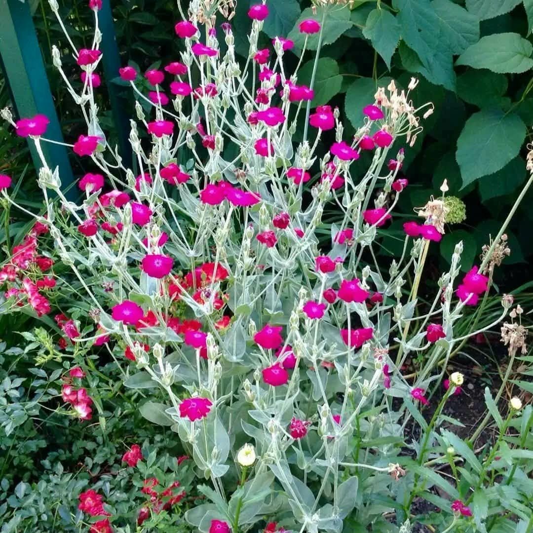 Rose Campion Seeds