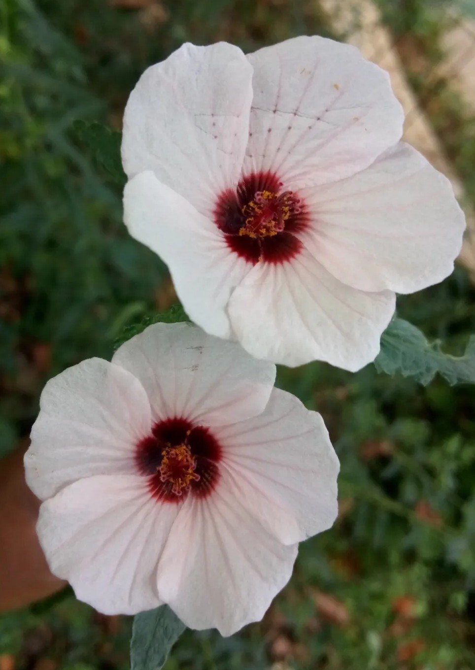 25 Light pink Swamp Rose Mallow Hibiscus Seeds.Medium size Flowers.Maroon Center