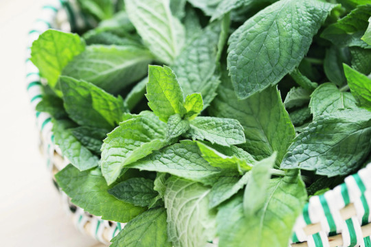Spearmint {Mentha spicata}100+ seeds Free Shipping! US Seller