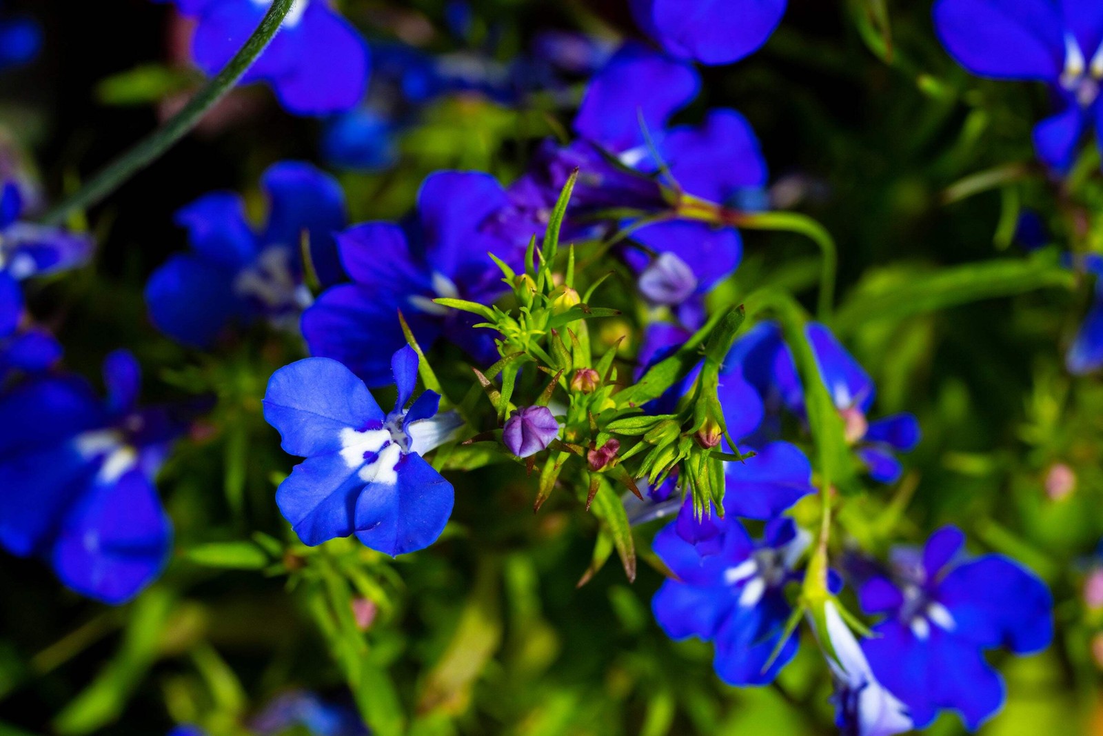 200 BLUE & WHITE HALF MOON LOBELIA Erinus Flower Seeds *Comb S/H