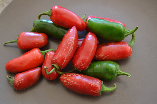 25 MILD TAM JALAPENO PEPPER SEEDS ~ 2026 ~ heirloomseedguy ~ USA
