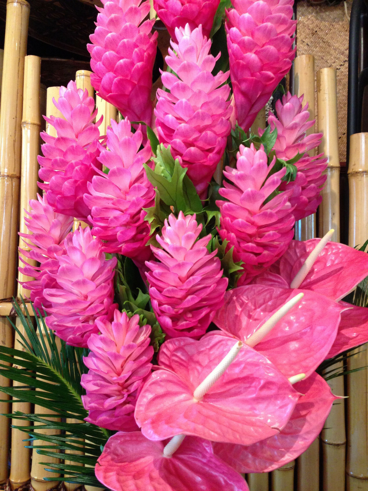 5 pk Hawaiian Tropical Ginger Plant Roots – Red, Blue, White, Yellow and Pink