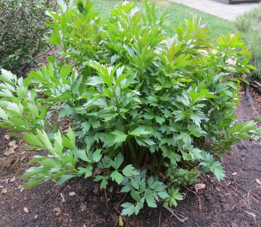 Lovage Herb Seeds 100 Seeds Heirloom