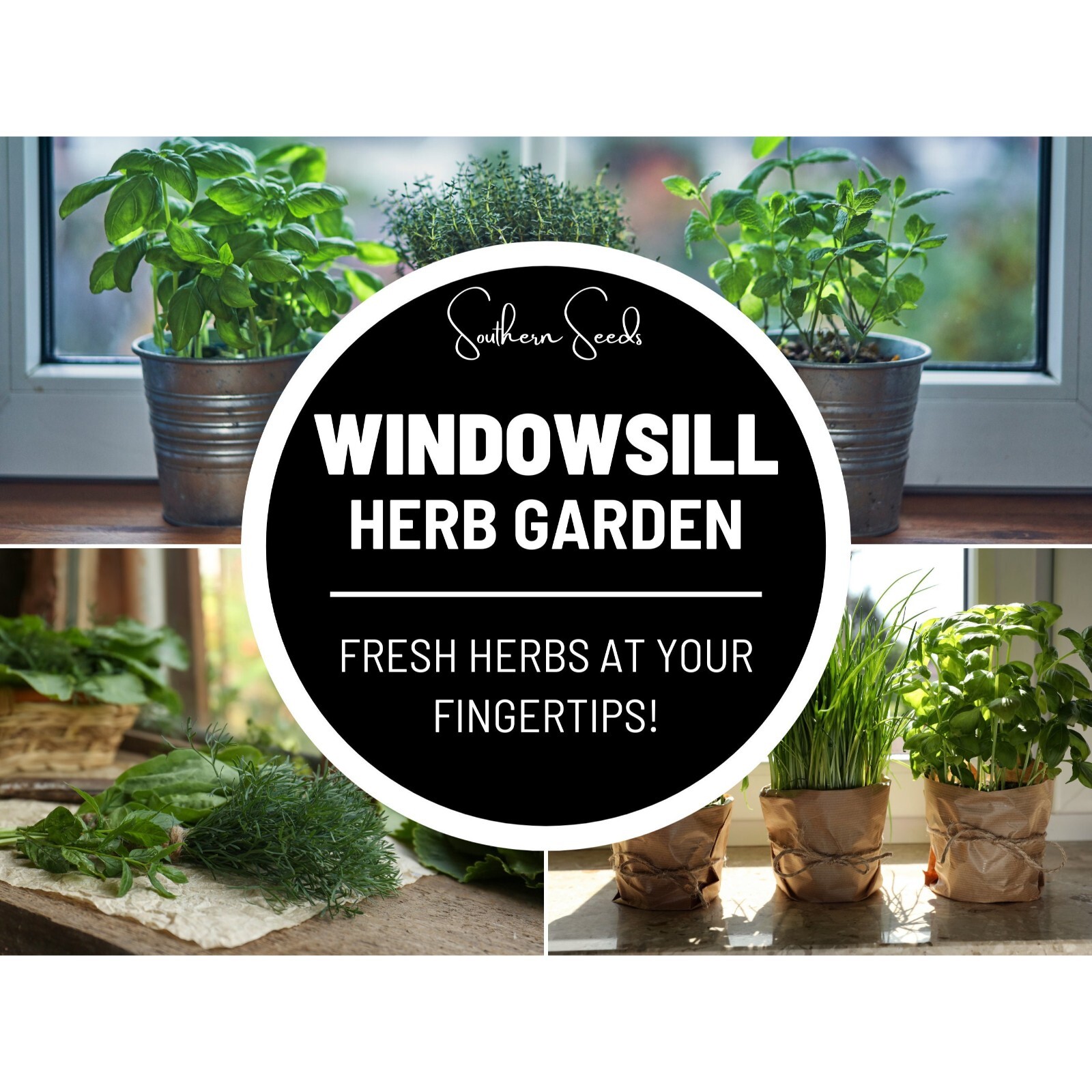 Windowsill Herb Seed Collection – 6 Culinary Herbs – Heirloom – Non-GMO