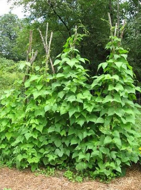 Blue Lake Pole 274 Snap Bean Seeds, Heirloom Seeds – NON GMO,