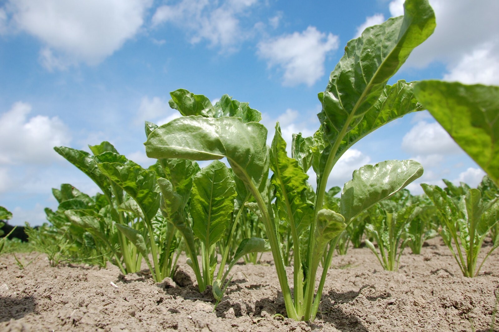 100 Heirloom Seeds- Sugar Beet -Salad Tops or Root Crop Sweetener
