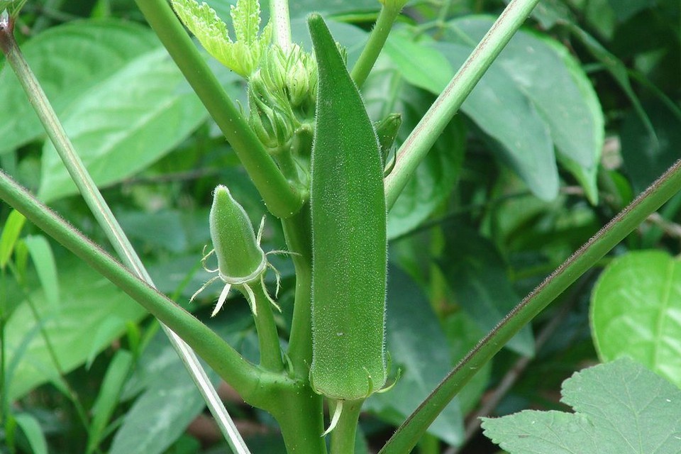 Clemson Spineless Okra Seeds, NON-GMO, Gumbo, Lady’s Fingers, Gombo, Bendi