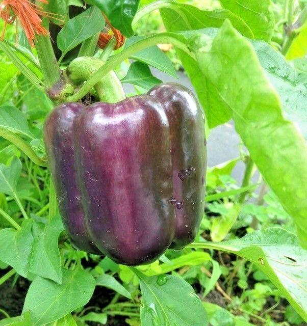 101+PURPLE Beauty Sweet BELL PEPPER Seed Organic Vegetable Garden Container Easy
