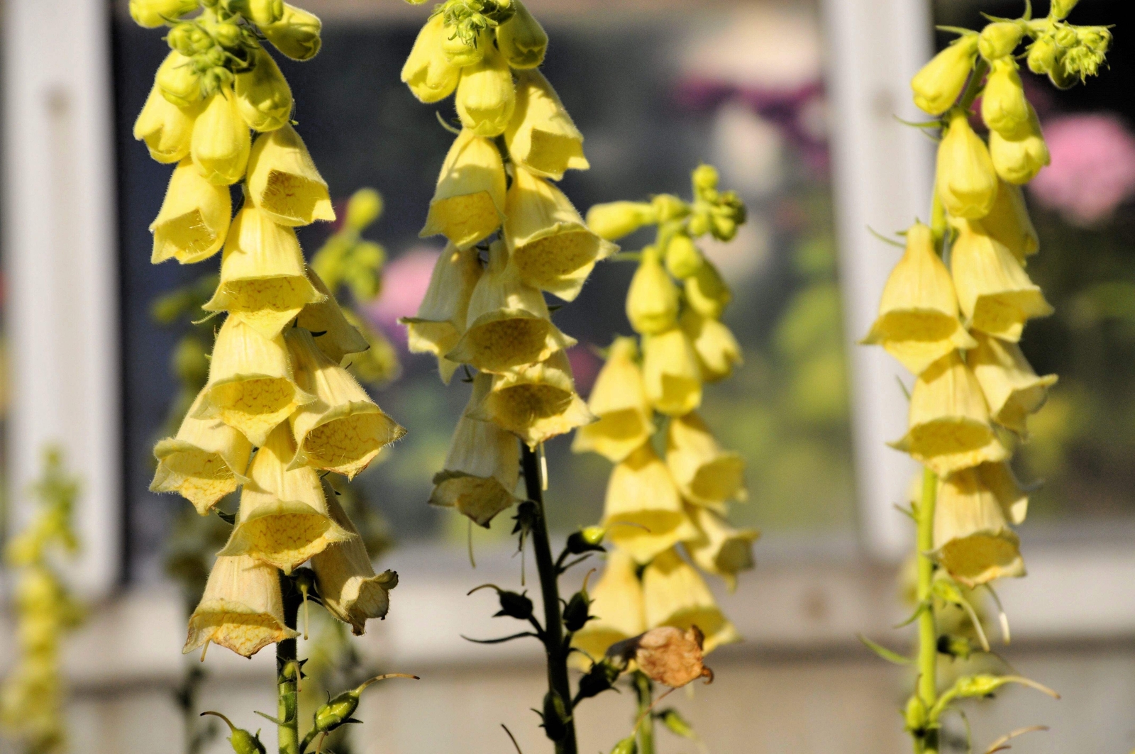 100 YELLOW FOXGLOVE Digitalis Grandiflora Sun or Shade Pollinator Flower Seeds