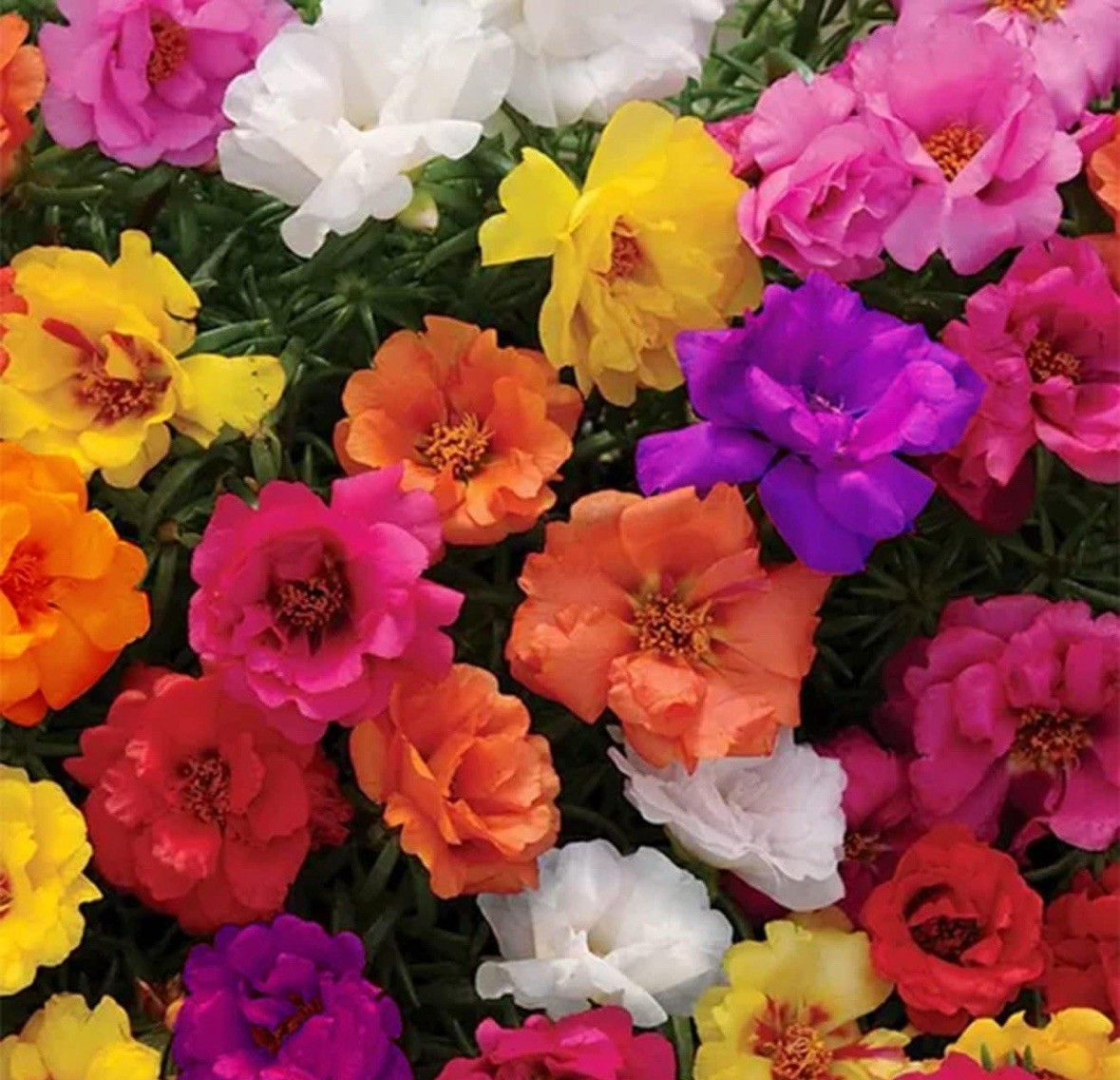4 PACKS OF 10000 MIXED MOSS ROSE SEEDS PORTULACA GRANDIFLORA MIX FAST SHIPPING