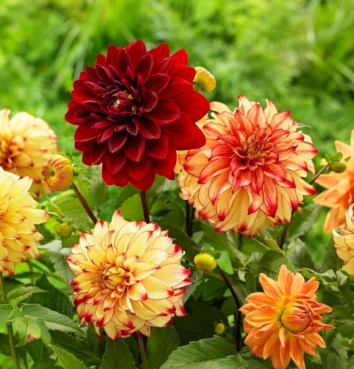 100 pcs Perennial Dahlia Labyrinth Flower Seeds for Planting – Exotic green