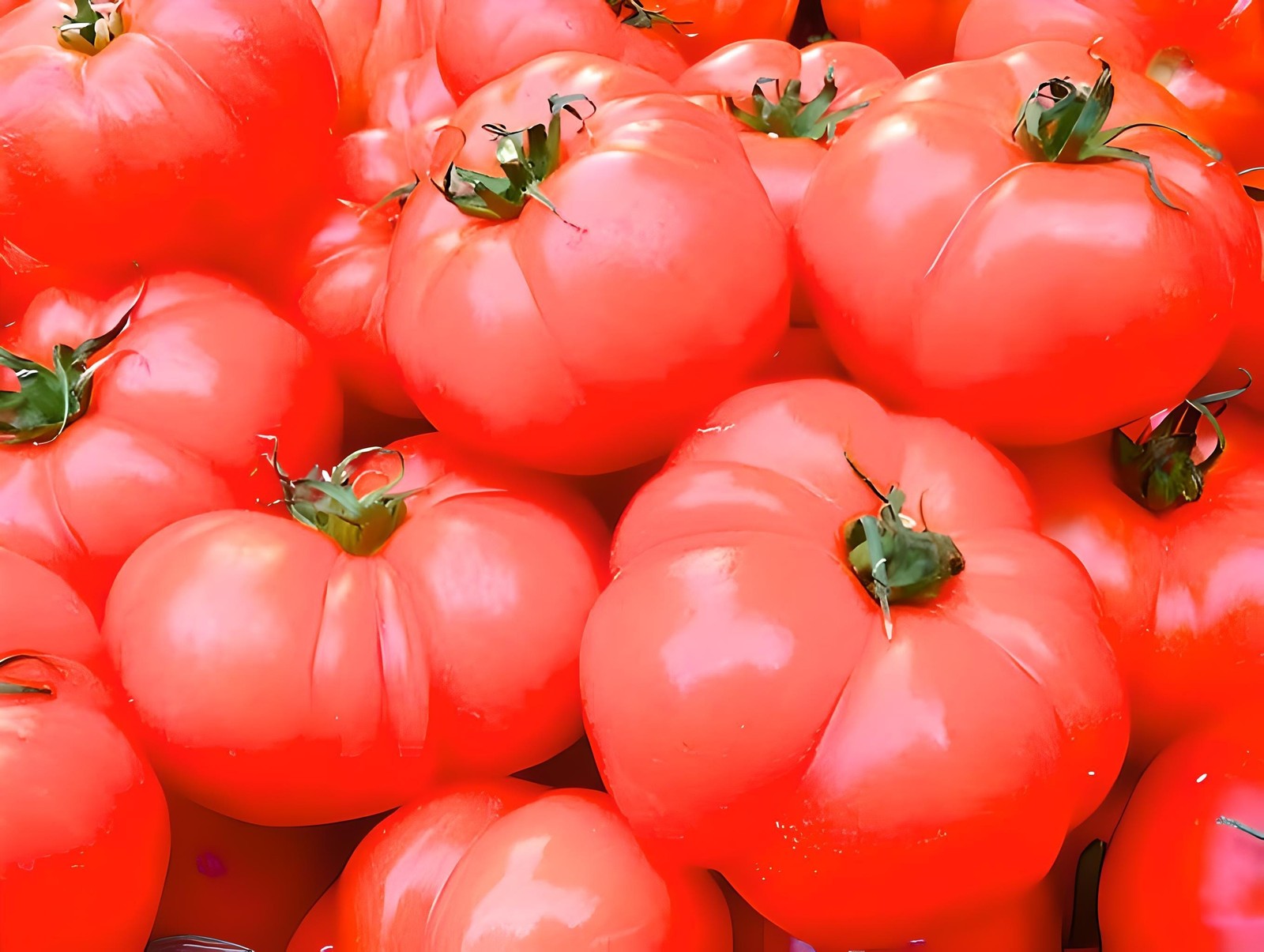 Hamson DX 52, Tomato