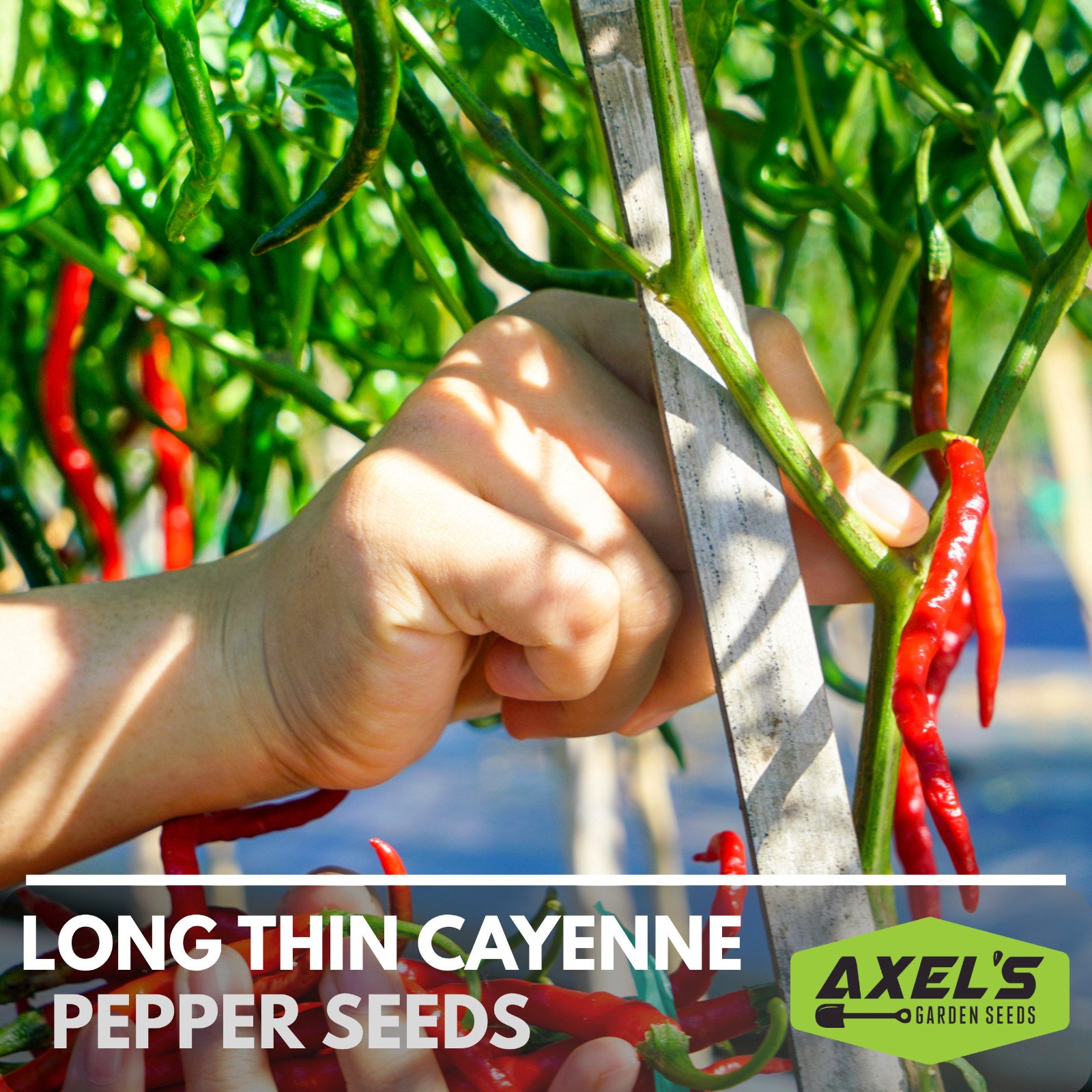 Hot Cayenne Pepper Seeds | Heirloom & Non-GMO | Fresh Vegetable Seeds
