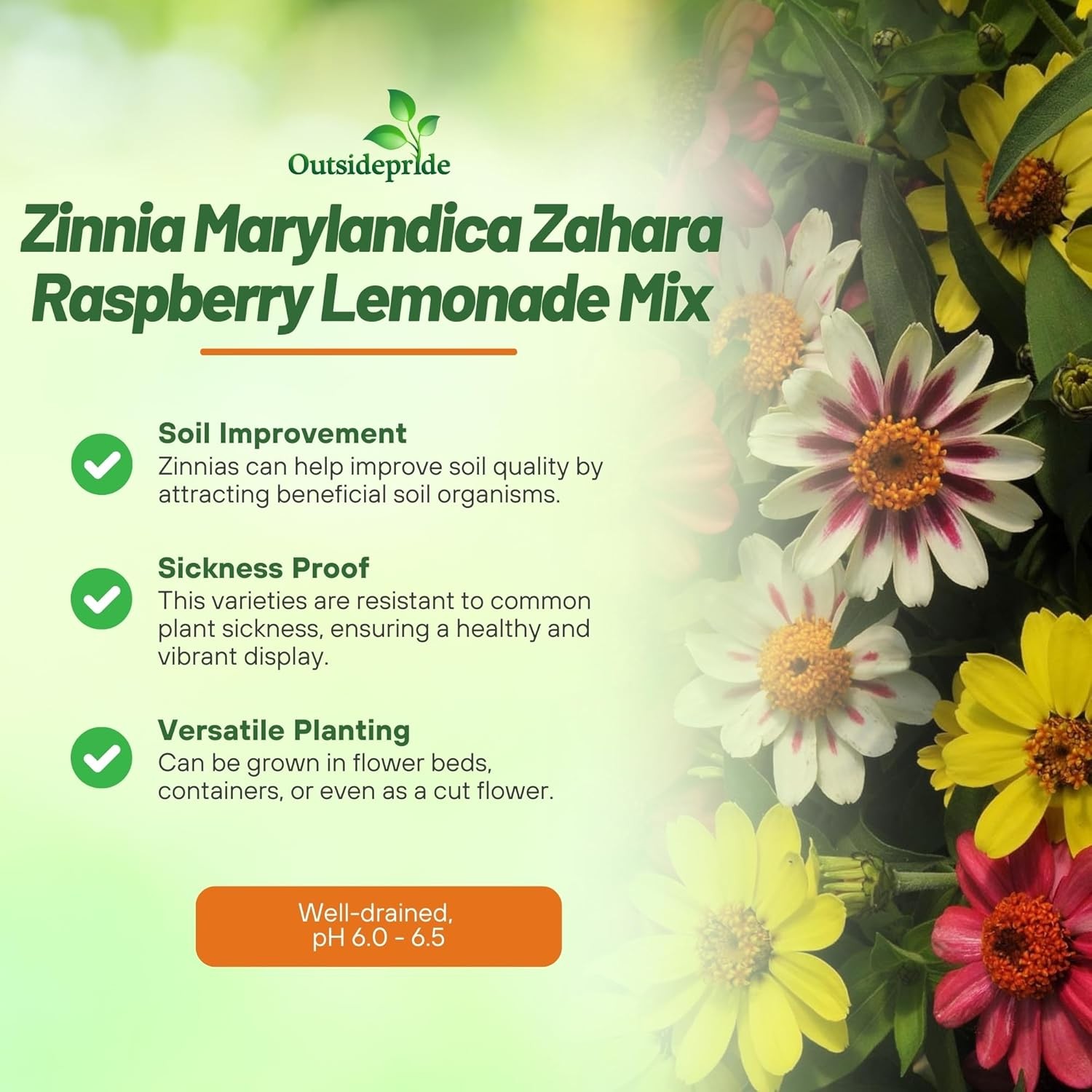 50Pcs Raspberry Lemonade Mix Zinnia Seeds, Heat/Drought Tolerant Annual