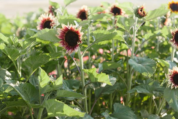 20 PLUM ProCut Sunflower Seeds, Annual, NON GMO, Fresh Seeds, NEW & UNIQUE COLOR