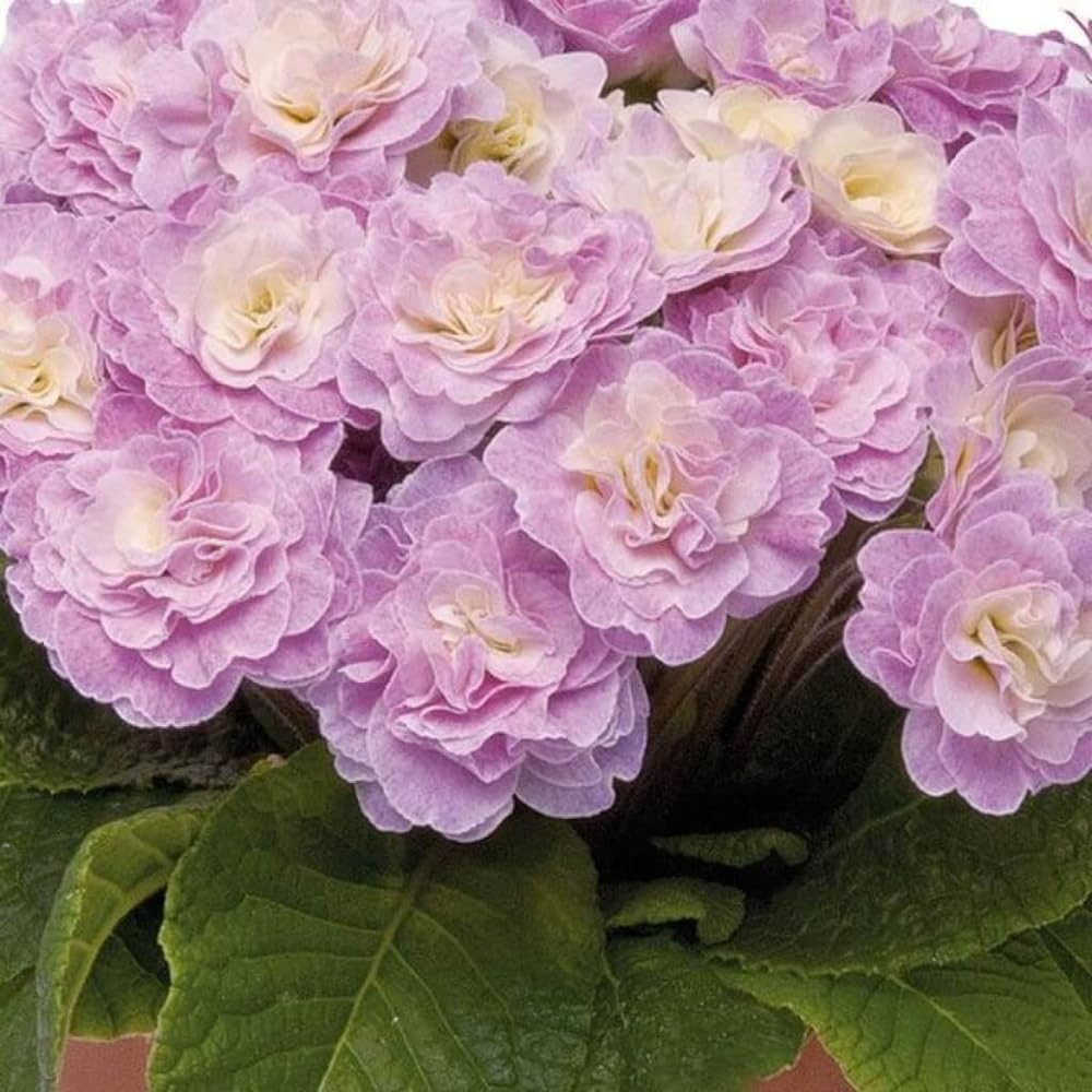 302 Mixed Perennial Primrose Seeds for Planting-Fragrant Double Primula Auricula