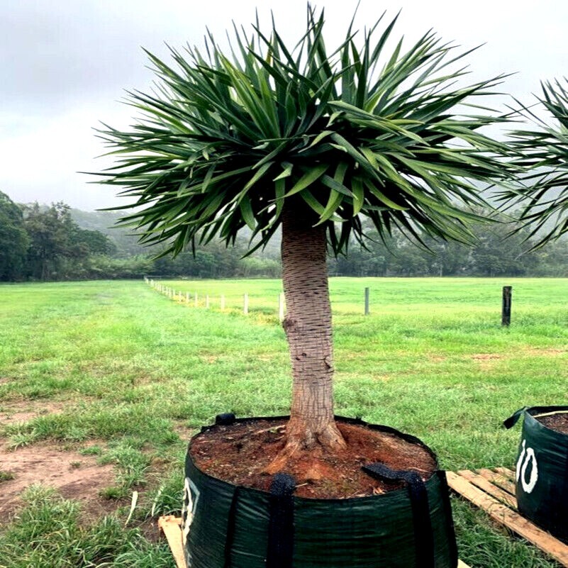 10 Dragon’s Blood Tree Seeds (Dracaena draco) Exotic Canary Island Palm Bonsai