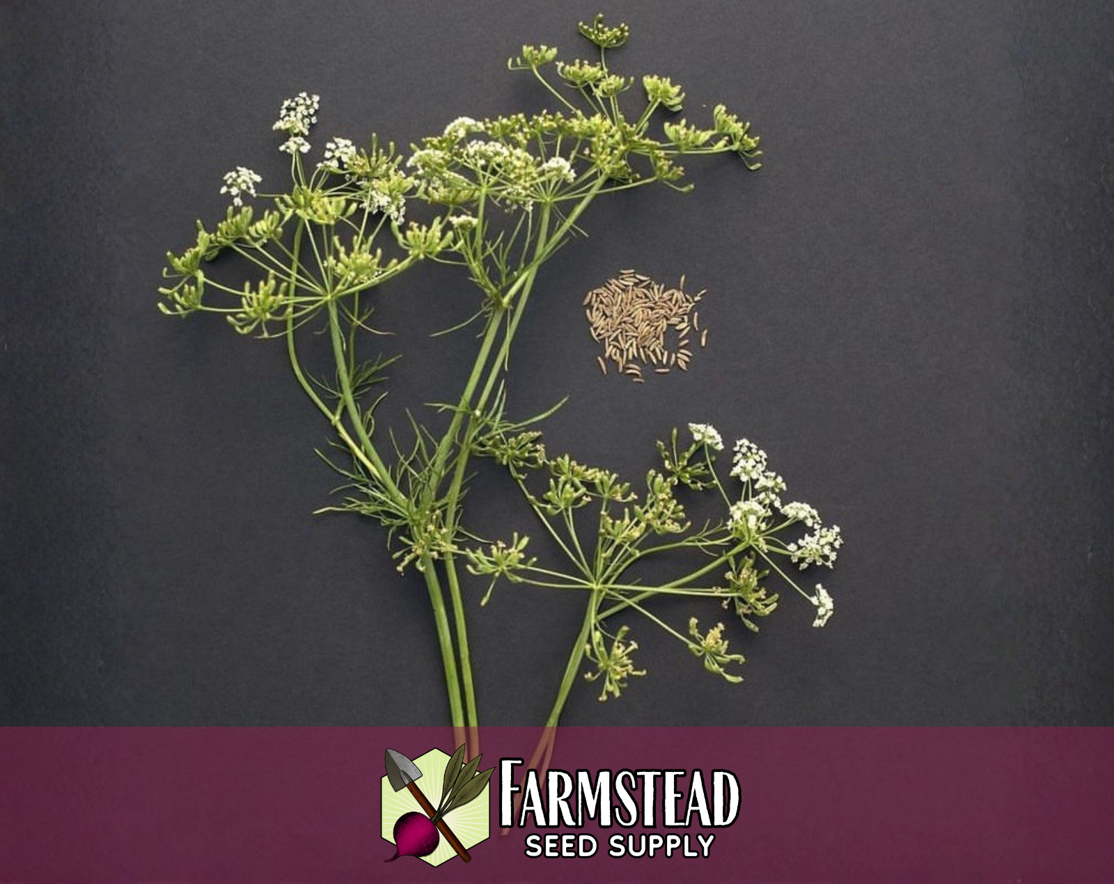 900+ Caraway Seeds, Herb & Flower Gardening Seed Packet, Heirloom, Non-GMO, USA