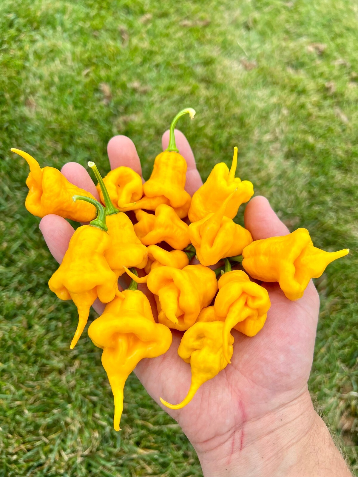 Jay’s Yellow Ghost Scorpion Premium Pepper Seed Pack