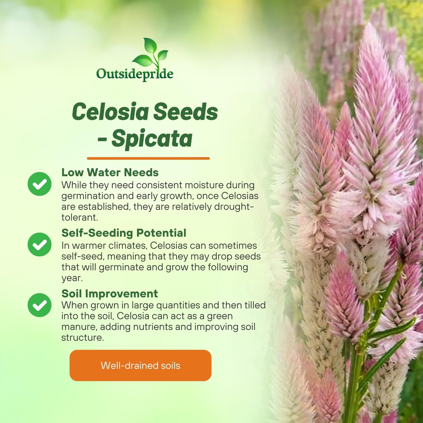 Spicata Celosia Seeds – 1000 Pcs Perennial Tall Weather-Resistant Flower Seed…