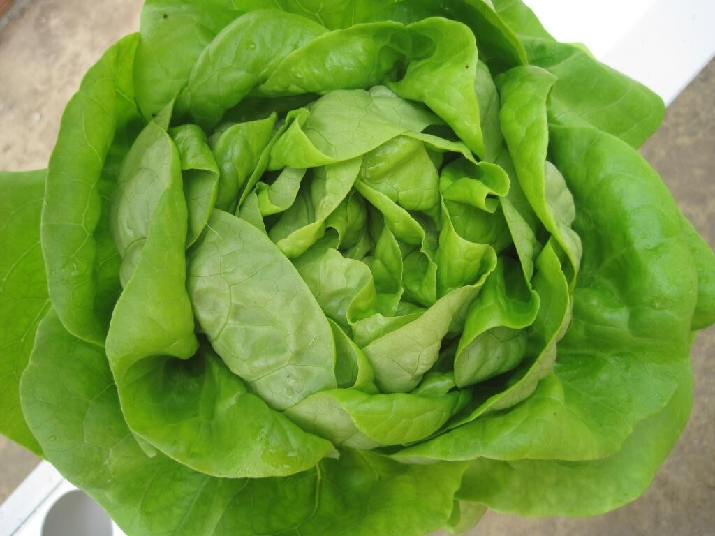 1000+ pcs BUTTER CRUNCH LETTUCE, XÀ LÁCH BÚP, LETTUCE SEEDS 98% GERMINATION RAT