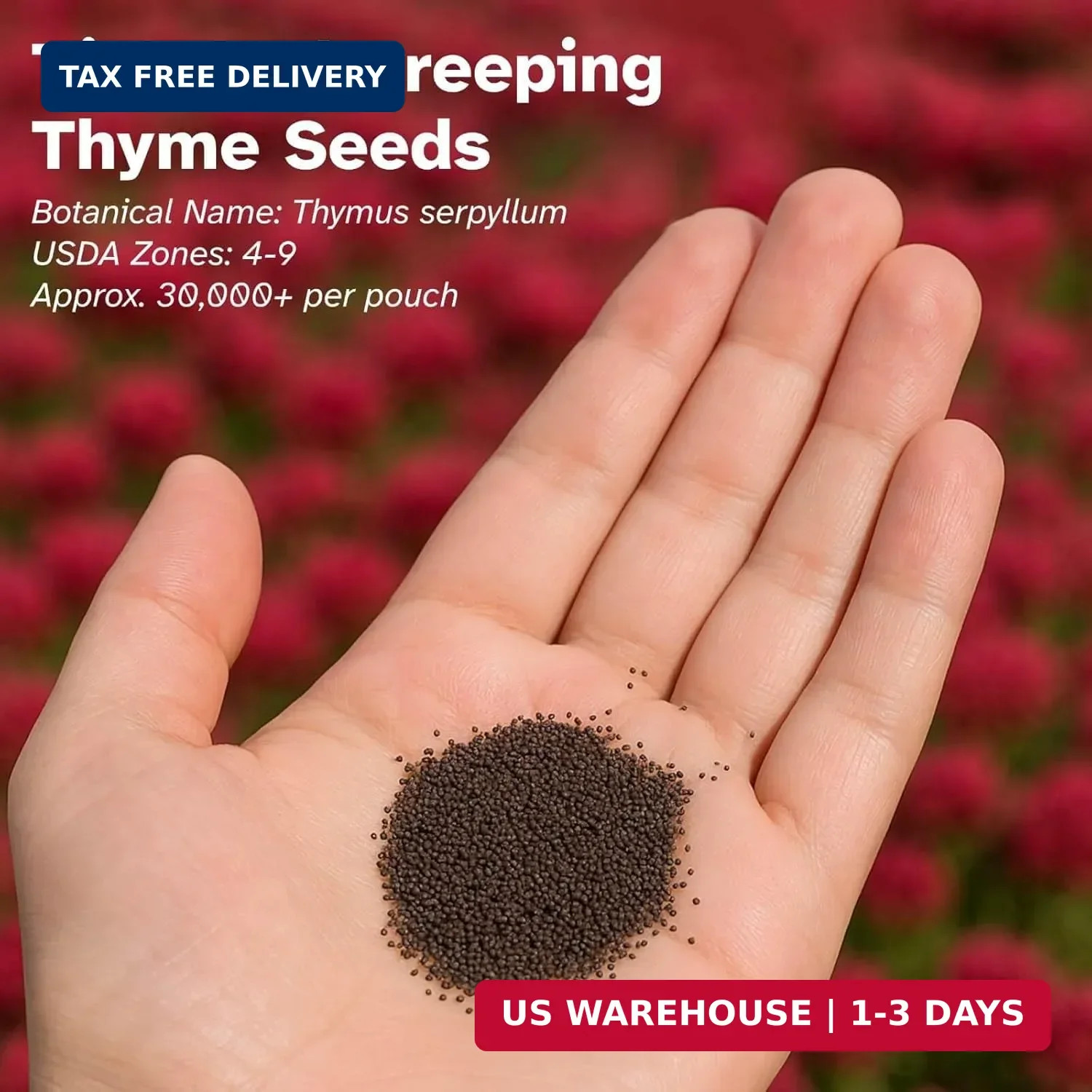 30,000 Tiny Red Creeping Thyme Seeds (Thymus praecox) – Bulk Perennial Ground Co