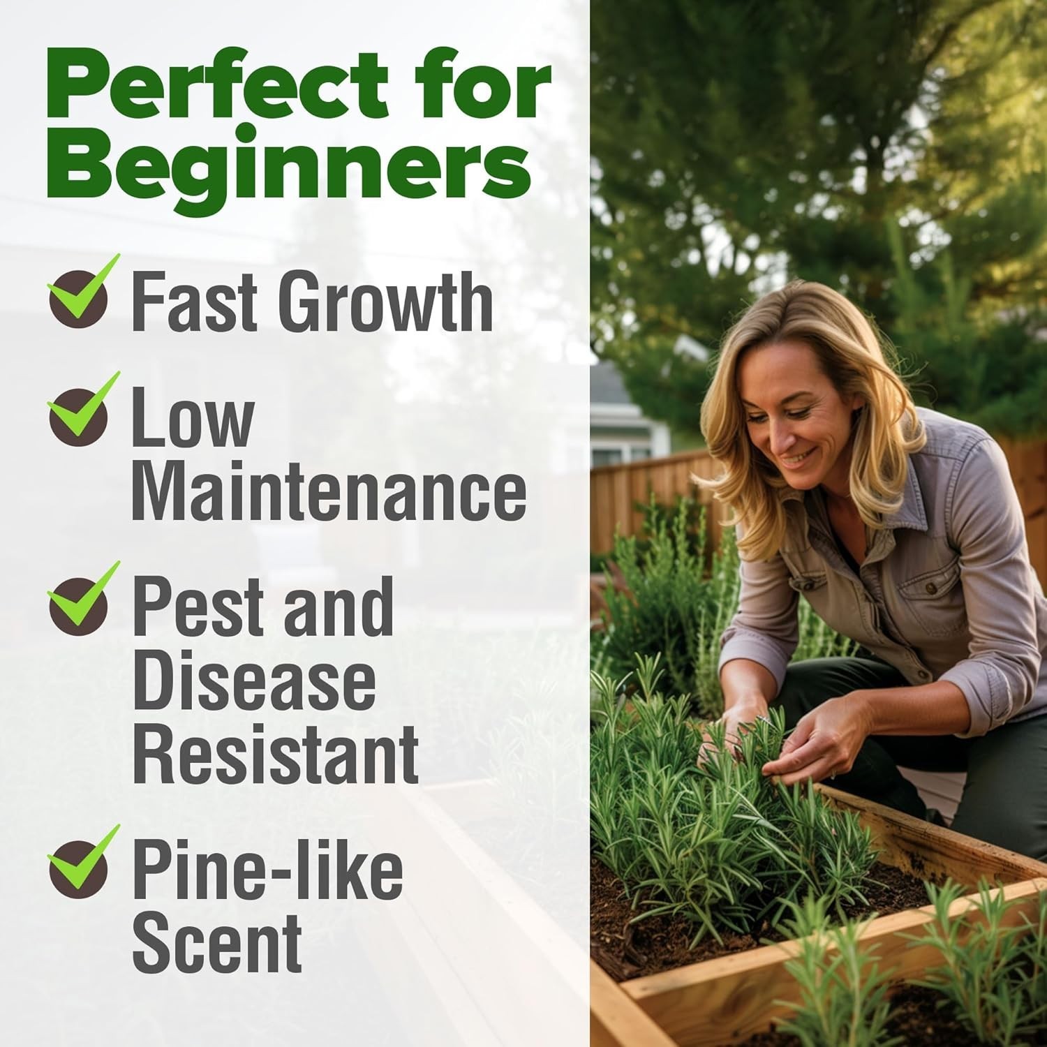Heirloom Rosemary Seeds Pack – 150 High-Germination Non-GMO Seeds for Gardeners