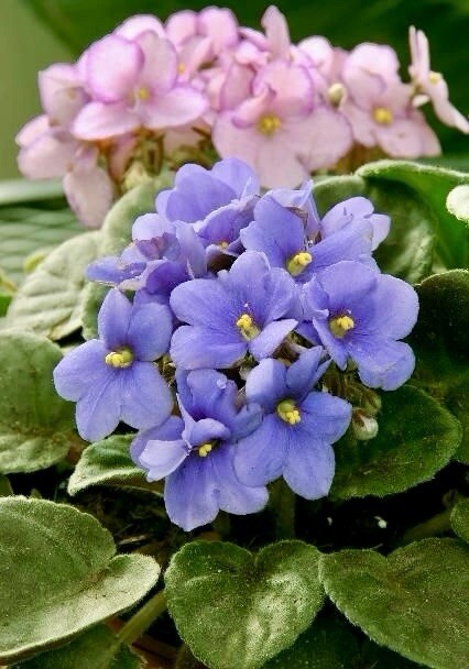 Rare Mixed African Violet Seeds ~ House Plants ~ Indoor Plants ~ Greenhouse