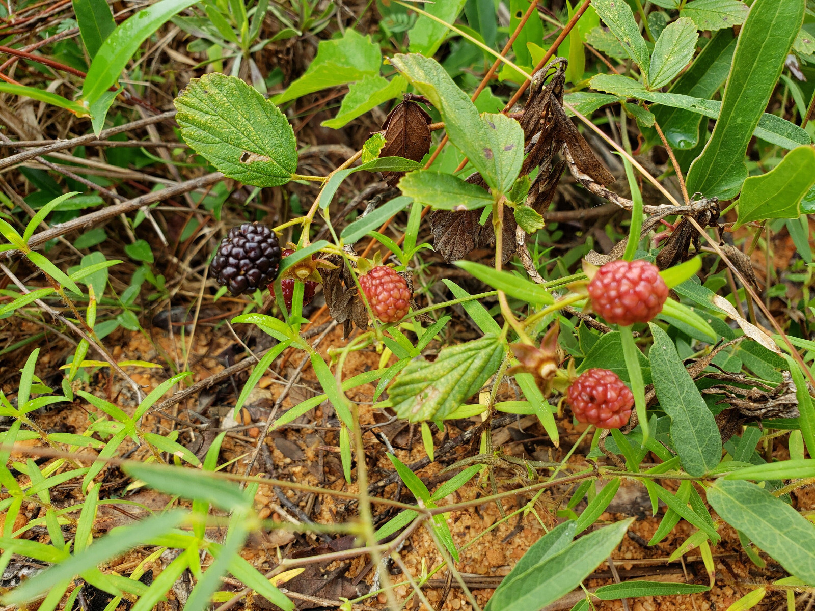 100+ Sand Blackberry Seeds | Rubus cuneifolius | Florida Native Berry | Wildlife
