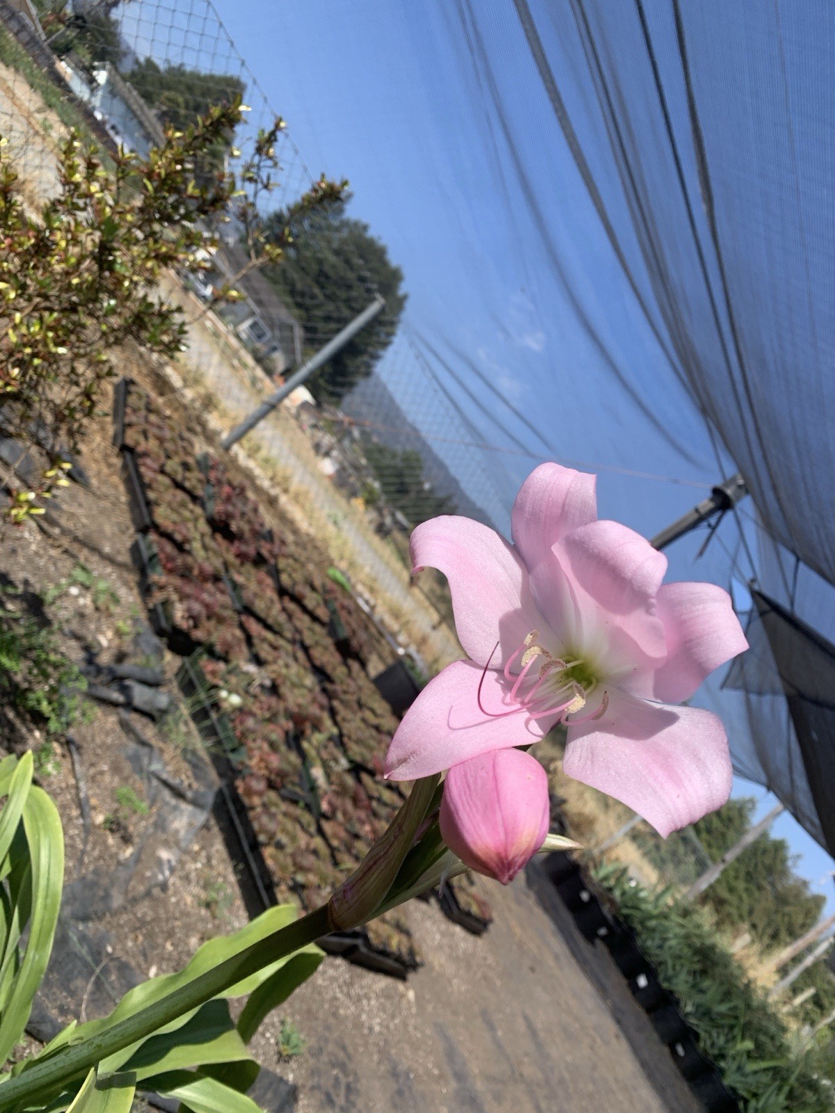 Crinum x Powellii Pink California Lily 1 Jumbo 4-5” Blooming Age Bulb Fragrant