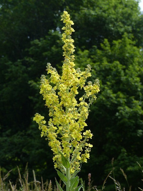1500 Great Mullein Seeds, (Verbascum thapsus). Seeds From Healthy Parent Plants.