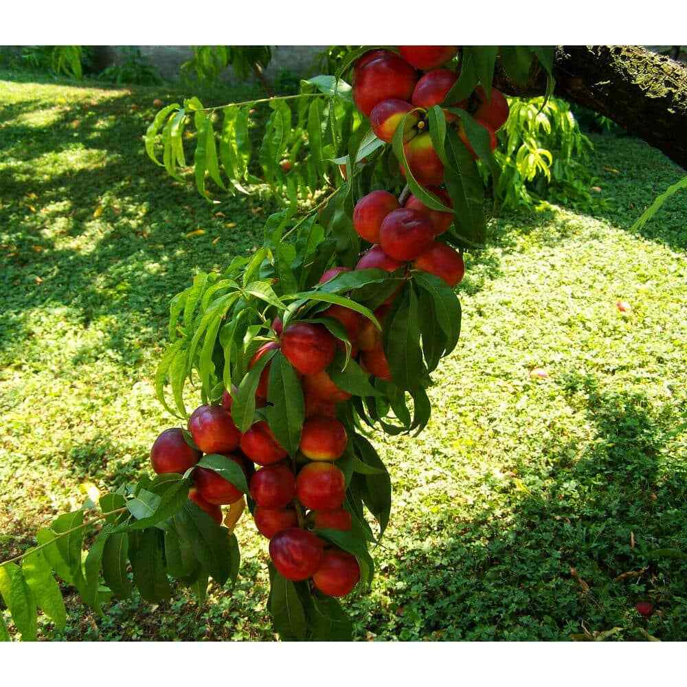 Independence Nectarine Bare-Root Tree 3-4 Feet Tall
