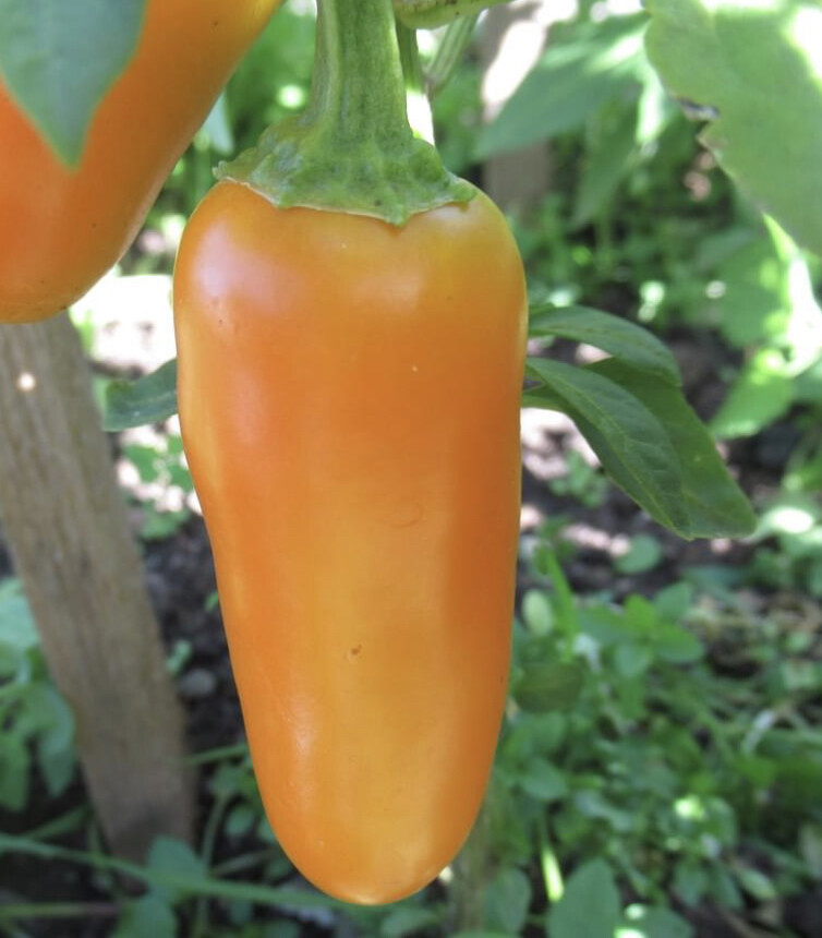 Pumpkin Spice Jalapeno Pepper Seeds | Hot | Organic | Rare | Spicy | Numex