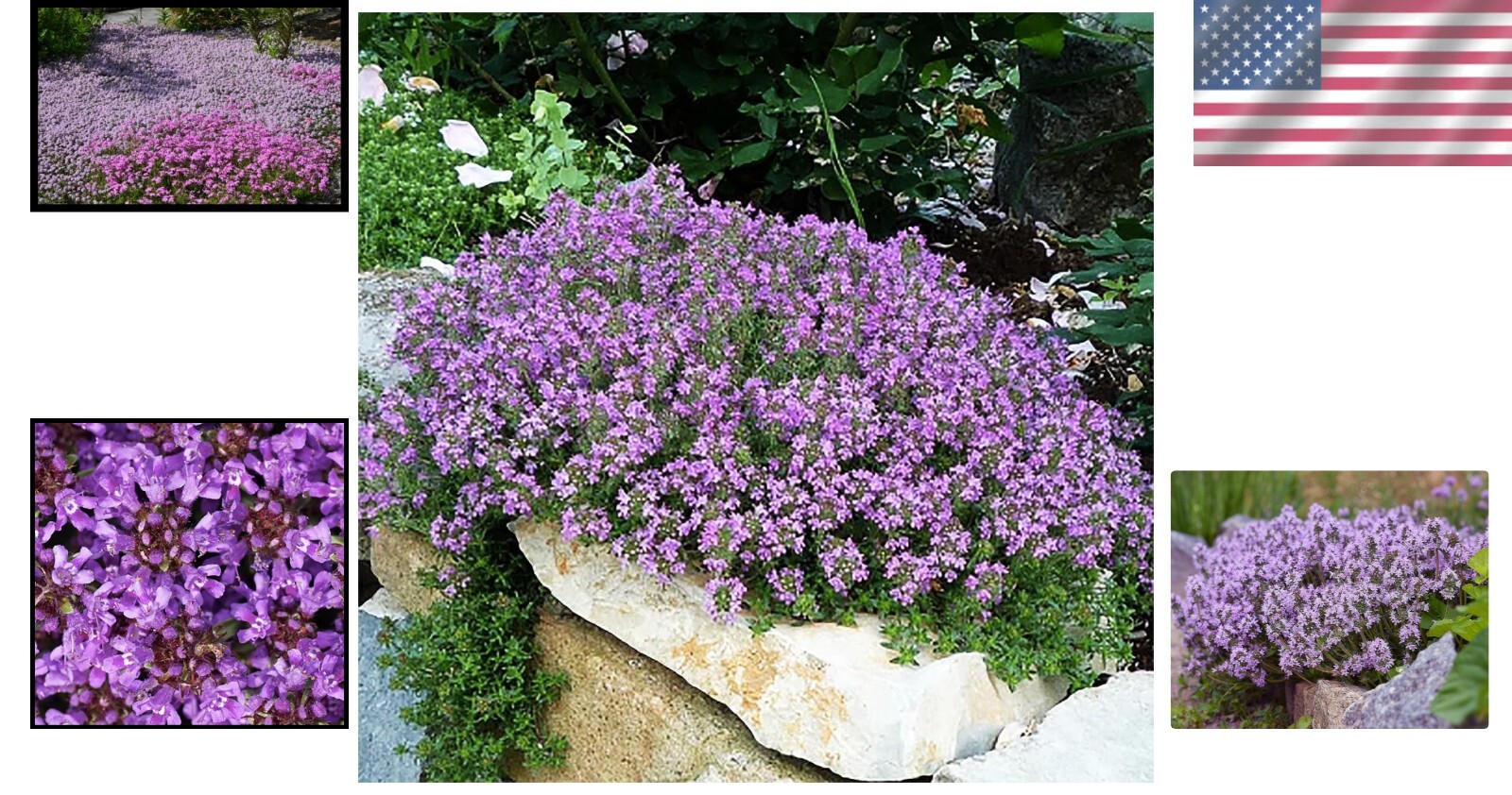 8000+ Creeping Thyme Seeds for Full Sun – Low-Maintenance Perennial Groundcover