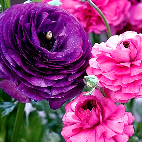 Purple Ranunculus Flowers 14 Bulbs Peony Rose Corms Wedding Flower Garden Plants