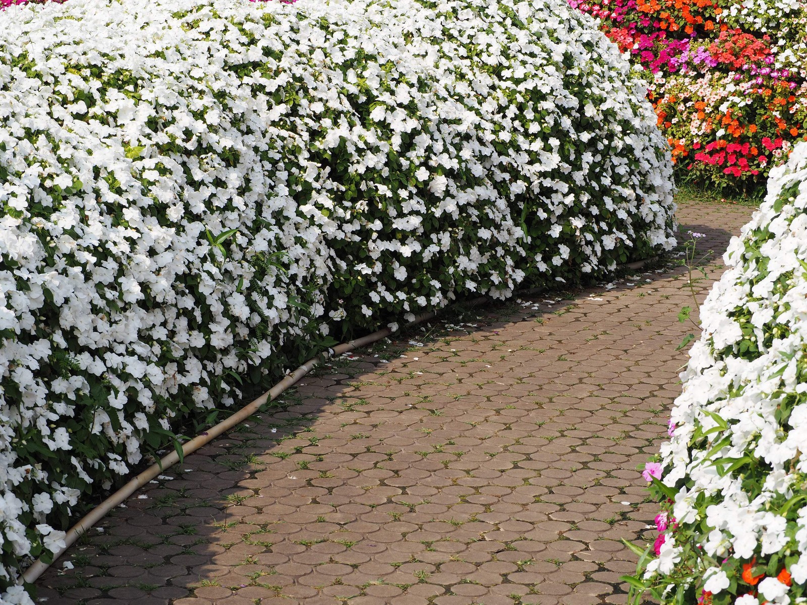 50 DWARF WHITE IMPATIENS Walleriana Sun or Full Shade Flower Seeds *Flat Ship