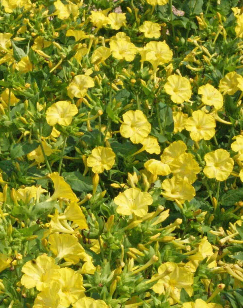 100 Yellow Four O’Clock Flower Seeds Mirabilis jalapa