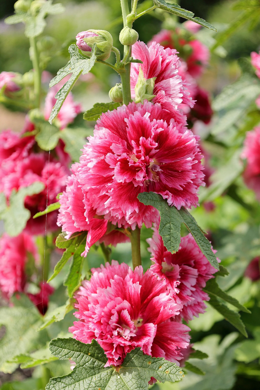 Summer Carnival Hollyhocks Seeds |Alcea Rosea Rose Holly Garden Flower Seed 2024