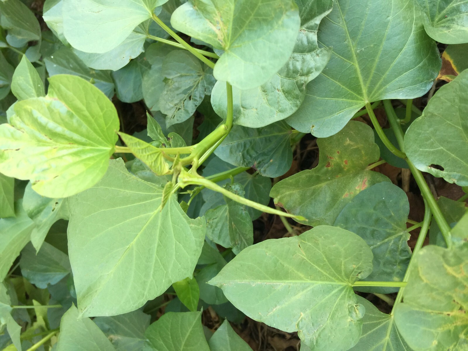 20 Edible Sweet Potato Plant Vine, Beauregard Sweet Potato slip Cuttings