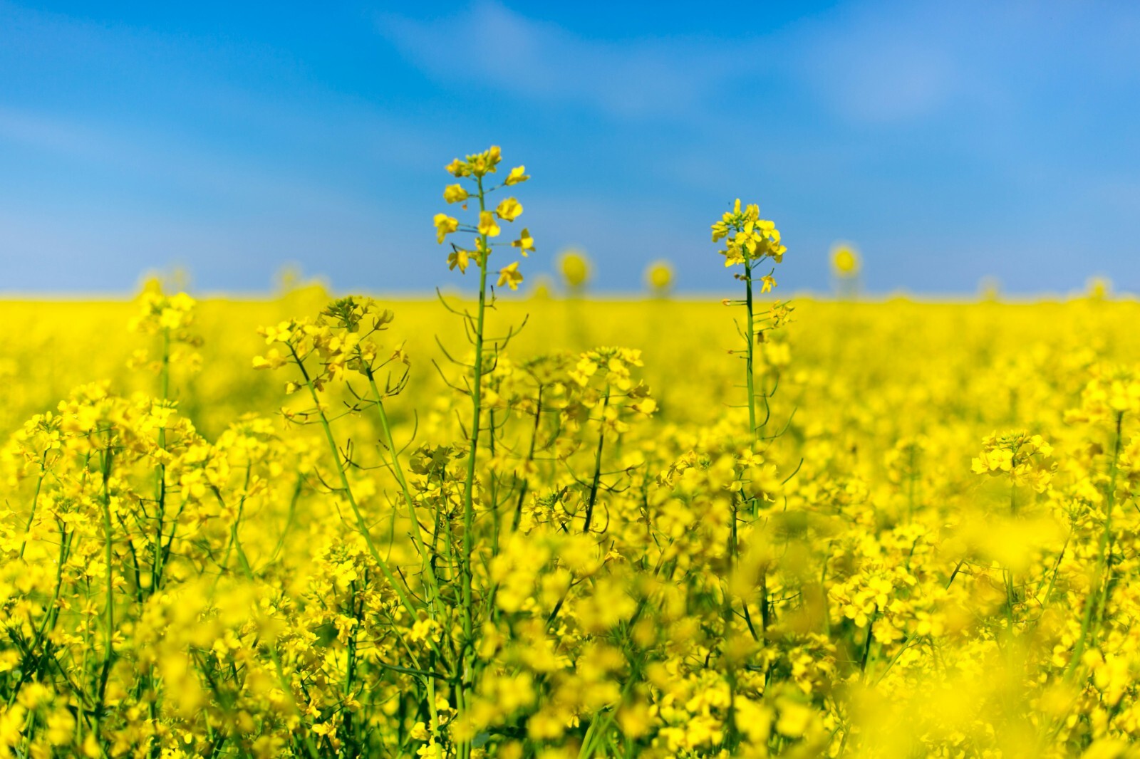 Trophy Rape Seed – NON-GMO Deer Food Plot & Forage Cover Crop (No-Till)