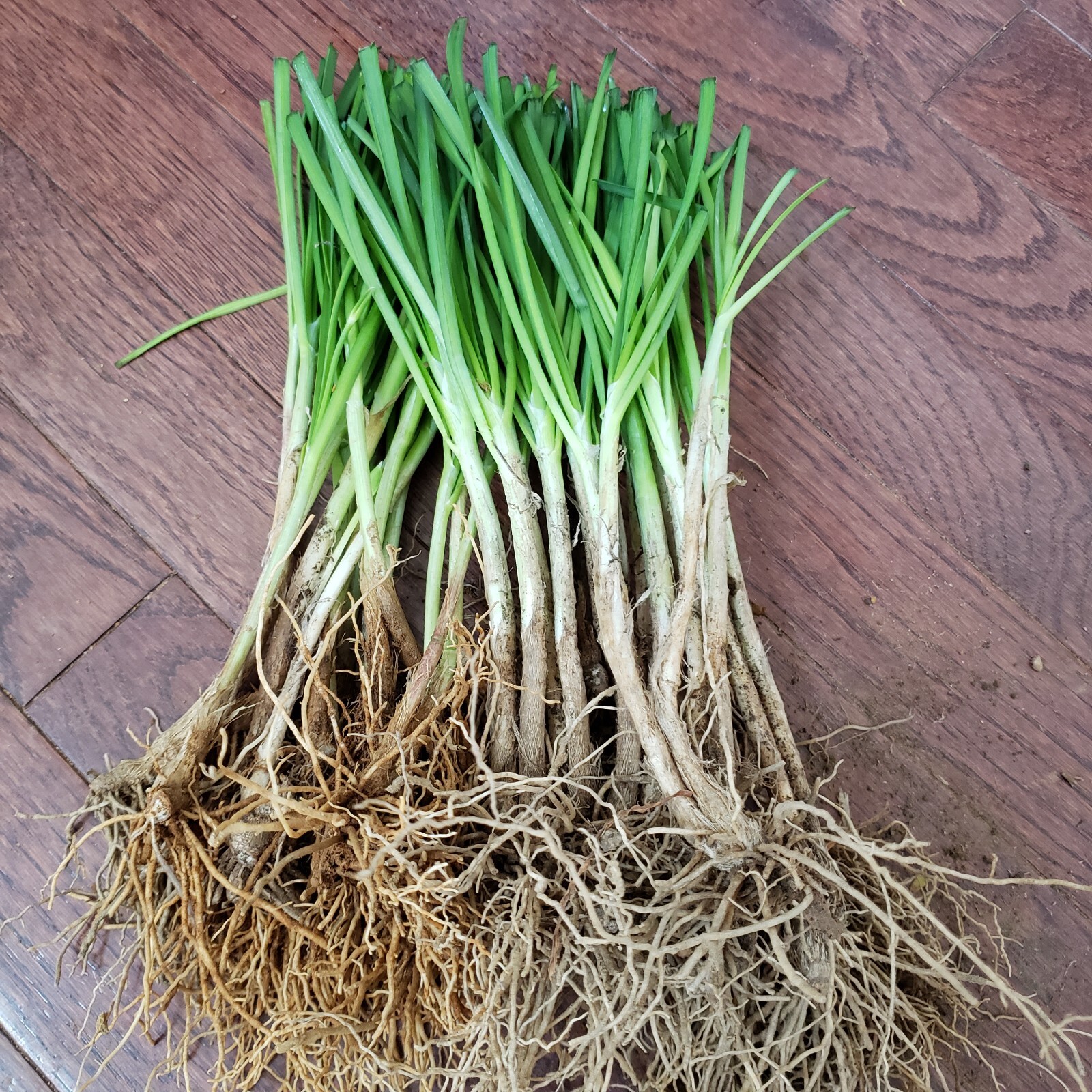 30 Live Garlic Chive Leek Plant Bare Root 韭菜根 Healthy Delicious Vegetable