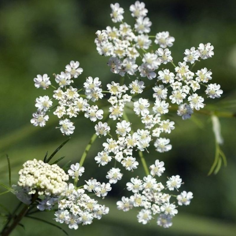 Cumin Herb Seeds Cuminum cyminum 200 Seeds Free Shipping!
