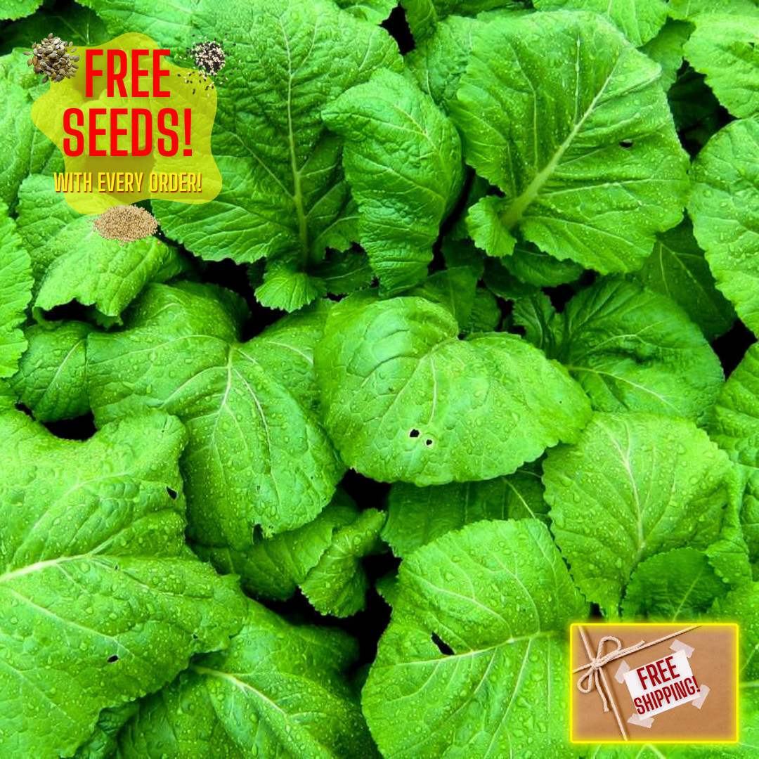 Fresh Florida Broadleaf Mustard Green Seeds | Heirloom Non-GMO | Vegetable seeds
