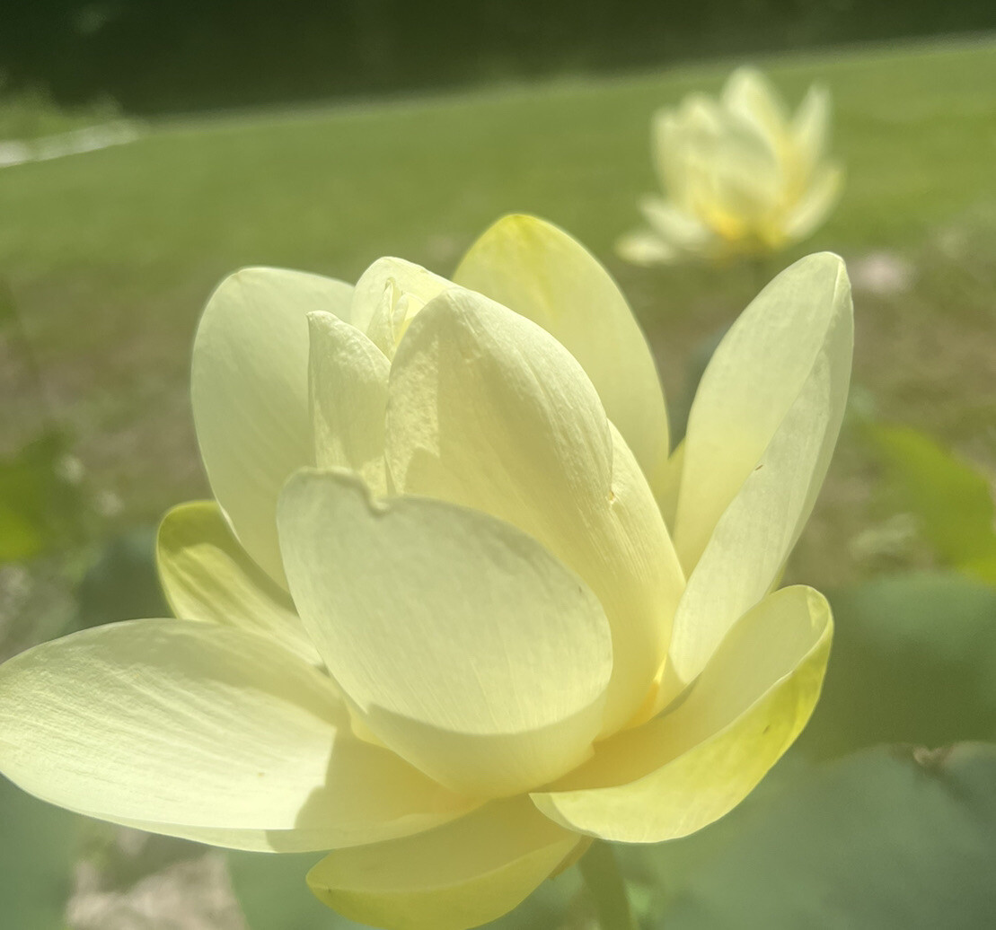30 SEEDS YELLOW LOTUS FLOWER SEEDS ❤️AMERICAN WATER LILY for POTS, PONDS