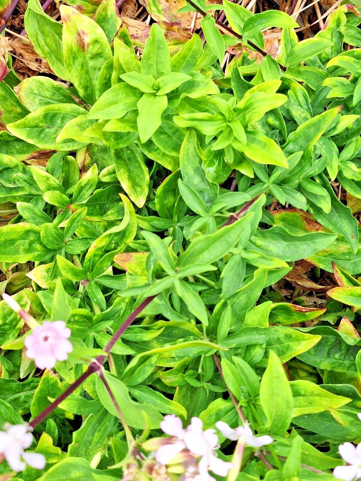 BLUSH PINK MALTICE CROSS 100 SEEDS. RARE COLOR, LYCHNIS CHALCEDONICA